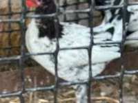 Chickens — फ़ोटो 2