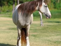 Kobila, Skyros Pony — fotografija 4