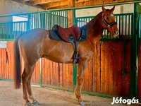 Pastuv, Thoroughbred horse — fotografija 3