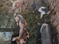 Eber, Schweine — Foto 2