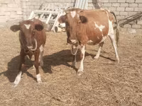 Vache, Simmental cattle — photo 4