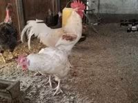 Chickens — fotografija 5
