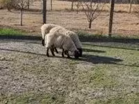 Қошқар, White Suffolk sheep — 2-сурет