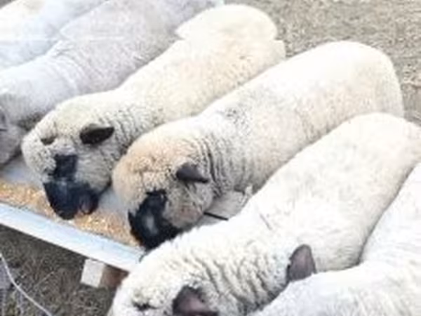 Bélier, Shroshire sheep
