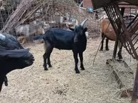 बकरा, Alpine goat — फ़ोटो 4