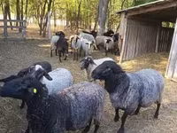 Oveja, Tsigai sheep — foto 4