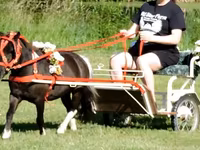 Pastuv, Miniature horse — fotografija 8