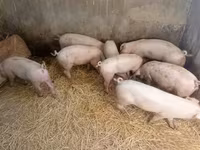 母猪, Pigs — 照片 2