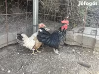 Chickens — photo 2