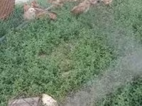 Chickens — 照片 3