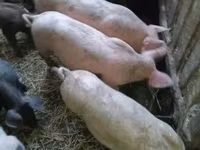 Świnie (partia, płeć nieokreślona), Świnie — zdjęcie 3