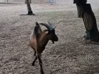 Keçi, Alpine goat — foto 3