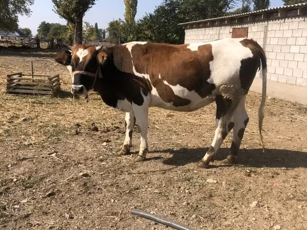 Sigir, Simmental cattle