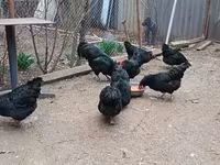 Australorp — fotografija 1