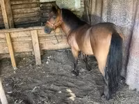 Cheval, Chevaux — photo 3