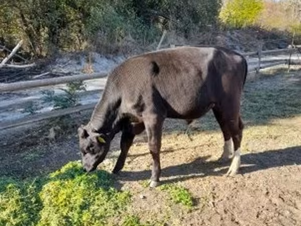 Bulle, Aberdeen-Angus