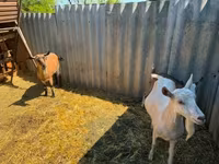 Cabra, Cabras — foto 3