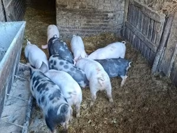 Knur, Świnie