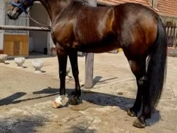 马匹（批次，未指定性别）, Horses