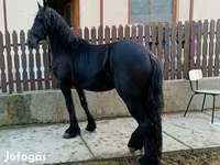 घोड़ा, Friesian — फ़ोटो 3