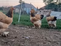 Brahma — fotografija 5