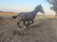 At, Nonius horse — foto 2
