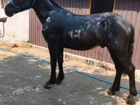 Caballo, Caballos — foto 1