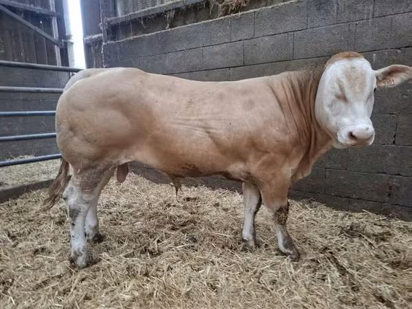 Bik, Blonde d’Aquitane cattle