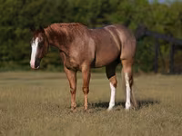 Айғыр, Quarter Horse — 2-сурет