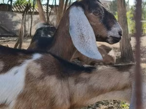 母山羊, Nubian Goat