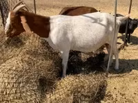 Koza, Boer goat — zdjęcie 2