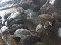 Guinea fowl — photo 4