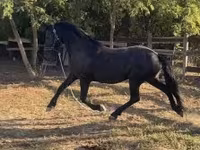 Stute, Friesian — Foto 1