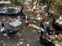Ducks — Foto 5