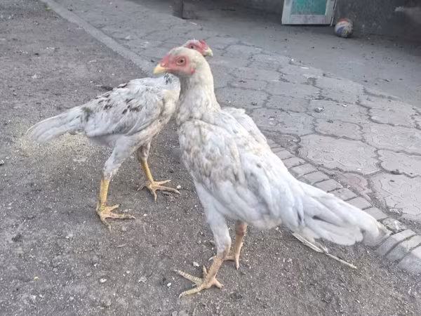 Shamo chickens