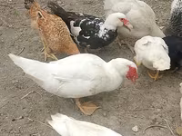 Ducks — photo 5