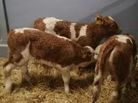 牛只（批次，未指定性别）, Simmental cattle — 照片 4