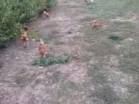 Chickens — fotografija 7