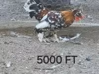 Chickens — zdjęcie 3