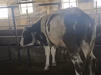 सांड, Simmental cattle — फ़ोटो 1