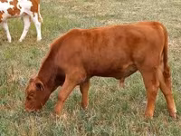 公牛, Aberdeen-Angus — 照片 4