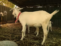 Koze (partija, pol nije naveden), Saanen goat — fotografija 4