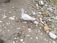 Ducks — photo 2
