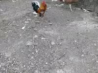 Chickens — zdjęcie 4