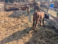 Bulle, Limousin-Kuh — Foto 4