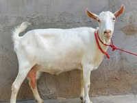 Goat, Saanen goat — photo 1