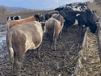 Touro, Russian Black pied cattle — foto 2