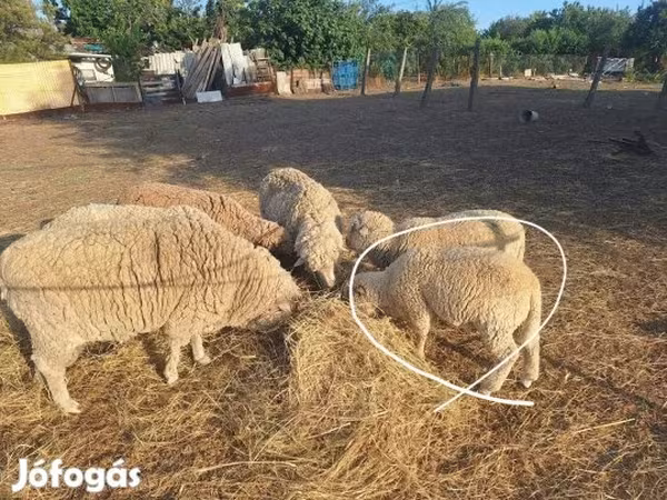 Bélier, Moutons — Hongrie