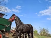 Stute, Nonius horse — Foto 5