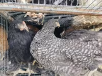 Chickens — zdjęcie 3